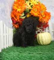Chloe, a female Poodle - Toy  for sale in Butler, MO – 4 of 4