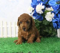 Marci, AKC Champion Sired, a female Poodle - Toy  for sale in Butler, MO – 4 of 4