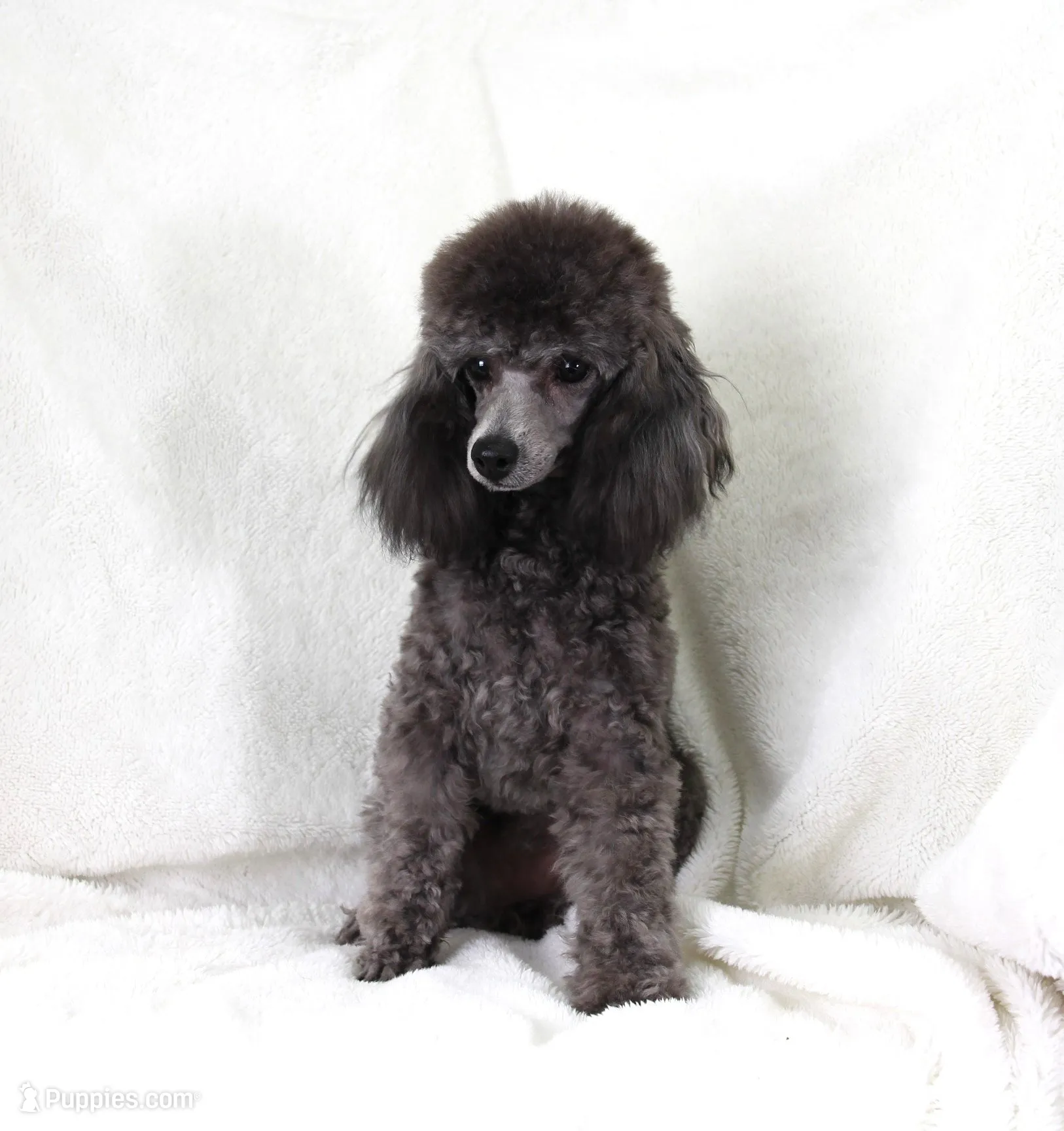 Razz, a male Poodle - Toy  for sale in Butler, MO – 6 of 6