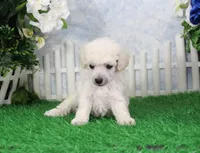 Roscoe, AKC Champion Sired, a male Poodle - Toy  for sale in Butler, MO – 4 of 6