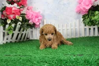 Bella, AKC Champion Sired, a female Poodle - Toy  for sale in Butler, MO – 4 of 6