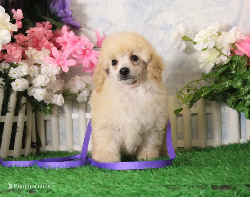 Jewel, AKC Champion Sired – Poodle - Toy  puppy for sale in Butler, MO