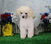 Sampson, KAC Champion Sired, a male Poodle - Toy  for sale in Butler, MO – 3 of 8