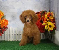 Tyler, AKC Champion Sired, a male Poodle - Toy  for sale in Butler, MO – 2 of 7