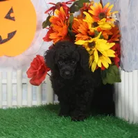 Sparky. AKC Champion Sired, a male Poodle - Toy  for sale in Butler, MO – 3 of 4