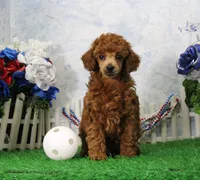 Banjo, AKC Champion Sired, a male Poodle - Toy  for sale in Butler, MO – 1 of 4