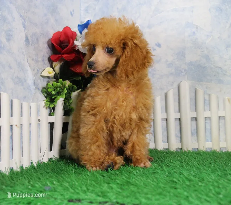 Skipper, AKC Champion Sired – Poodle - Toy  puppy for sale in Butler, MO