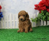 Tate, AKC Champion Sired, a male Poodle - Toy  for sale in Butler, MO – 2 of 4