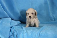 Josh, ICA, a male Maltipoo for sale in Butler, MO – 3 of 4