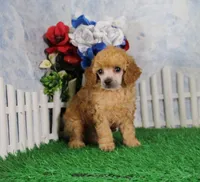 Archie, AKC Champion Sired, a male Poodle - Toy  for sale in Butler, MO – 2 of 4