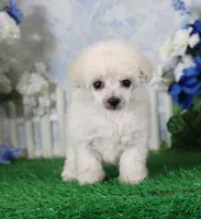 Rosie, AKC Champion Sired, a female Poodle - Toy  for sale in Butler, MO – 2 of 4