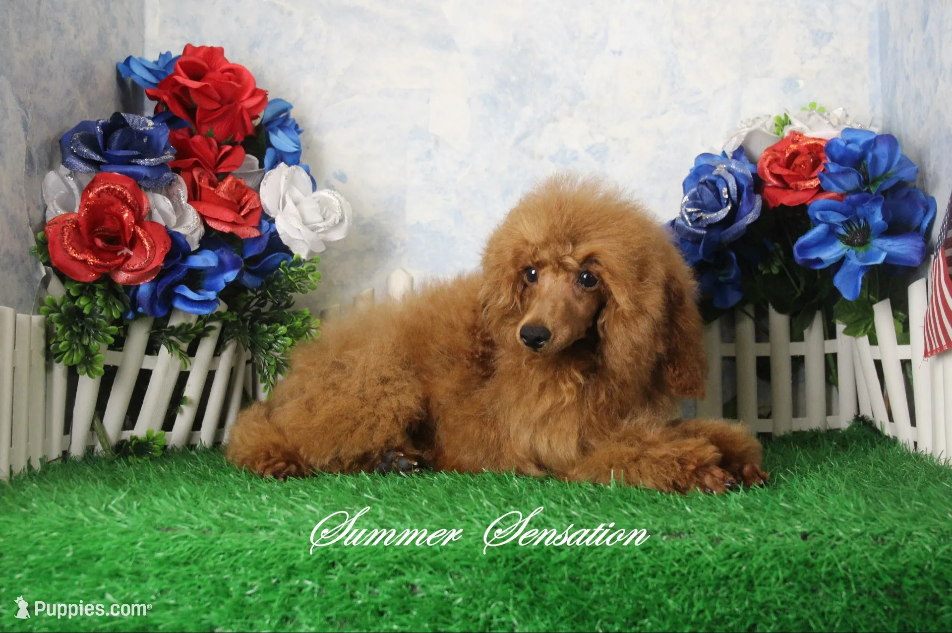 Sasha, AKC Champion Sired, a female Poodle - Toy  for sale in Butler, MO – 6 of 6