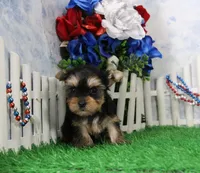 Lance,AKC, a male Yorkshire Terrier for sale in Butler, MO – 3 of 7
