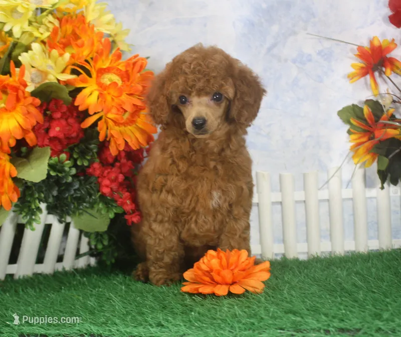 Marci, AKC Champion Sired – Poodle - Toy  puppy for sale in Butler, MO