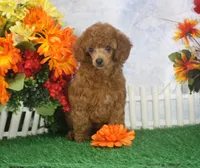 Marci, AKC Champion Sired, a female Poodle - Toy  for sale in Butler, MO – 1 of 6