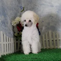 Shazam, AKC Champion Sired, a male Poodle - Toy  for sale in Butler, MO – 5 of 9