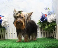 Hobo, AKC, a male Yorkshire Terrier for sale in Butler, MO – 3 of 9