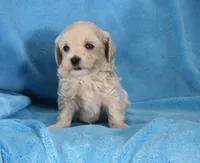 Josh, ICA, a male Maltipoo for sale in Butler, MO – 4 of 4