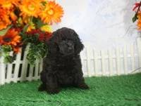 Betsy. AKC Champion Sired, a female Poodle - Toy  for sale in Butler, MO – 1 of 4