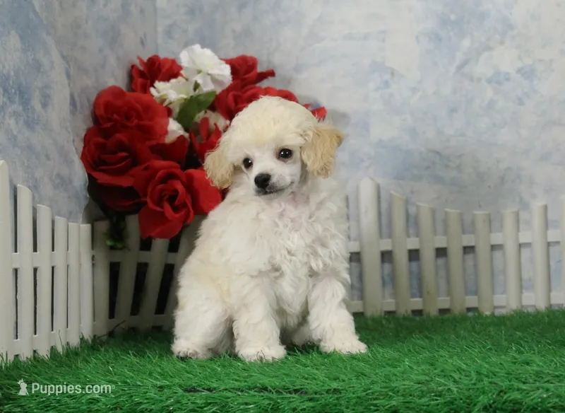 Faith, AKC Gr Champion Sired – Poodle - Toy  puppy for sale in Butler, MO