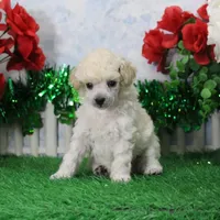Faith, AKC Gr Champion Sired, a female Poodle - Toy  for sale in Butler, MO – Photo 3 of 6