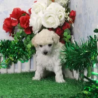 Faith, AKC Gr Champion Sired, a female Poodle - Toy  for sale in Butler, MO – Photo 4 of 6