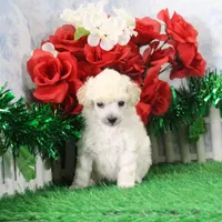 Faith, AKC Gr Champion Sired, a female Poodle - Toy  for sale in Butler, MO – Photo 1 of 6