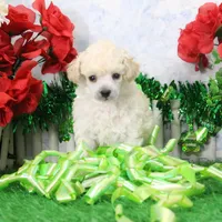 Faith, AKC Gr Champion Sired, a female Poodle - Toy  for sale in Butler, MO – Photo 2 of 6