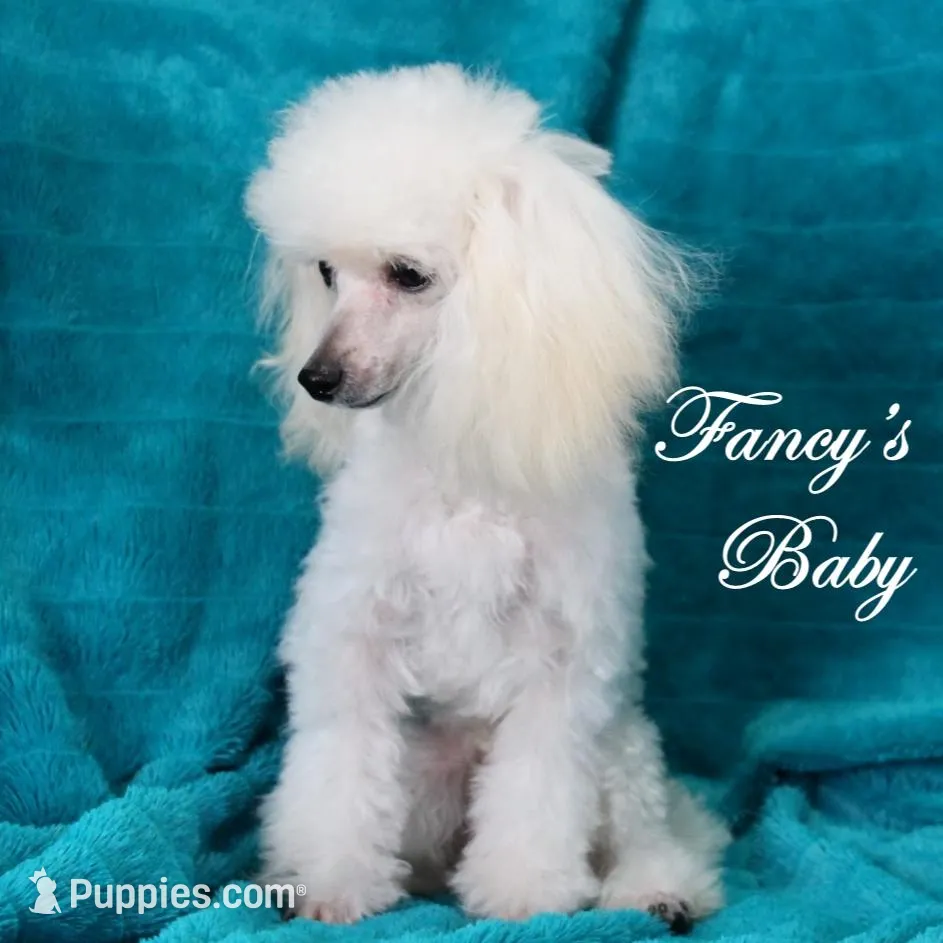 Faith, AKC Gr Champion Sired, a female Poodle - Toy  for sale in Butler, MO – Photo 6 of 6