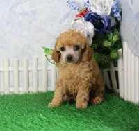 Archie, AKC Champion Sired, a male Poodle - Toy  for sale in Butler, MO – 4 of 4