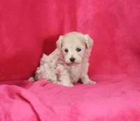 Jenny, ICA, a female Maltipoo for sale in Butler, MO – 3 of 4