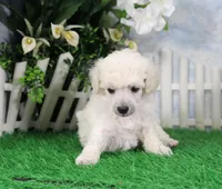 Roscoe, AKC Champion Sired, a male Poodle - Toy  for sale in Butler, MO – 3 of 6