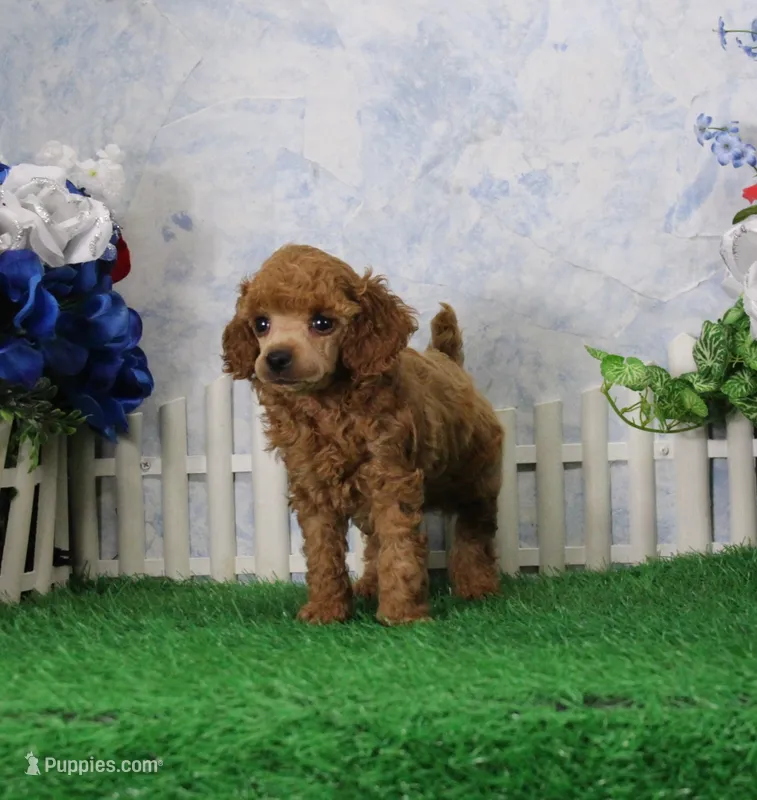 Adam, AKC Champion Sired – Poodle - Toy  puppy for sale in Butler, MO