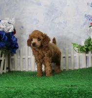 Adam, AKC Champion Sired, a male Poodle - Toy  for sale in Butler, MO – 1 of 4