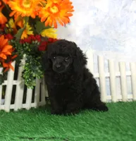 Betsy. AKC Champion Sired, a female Poodle - Toy  for sale in Butler, MO – 3 of 4