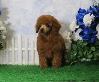 Bingo, AKC Champion Sired, a male Poodle - Toy  for sale in Butler, MO – 5 of 8