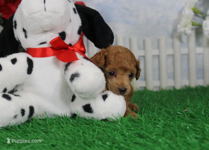 Cruise, AKC Champion Sired – Poodle - Toy  puppy for sale in Butler, MO