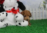 Cruise, AKC Champion Sired, a male Poodle - Toy  for sale in Butler, MO – Photo 1 of 6