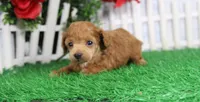 Cruise, AKC Champion Sired, a male Poodle - Toy  for sale in Butler, MO – Photo 4 of 6