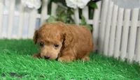 Cruise, AKC Champion Sired, a male Poodle - Toy  for sale in Butler, MO – Photo 2 of 6