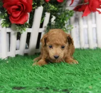 Cruise, AKC Champion Sired, a male Poodle - Toy  for sale in Butler, MO – Photo 3 of 6