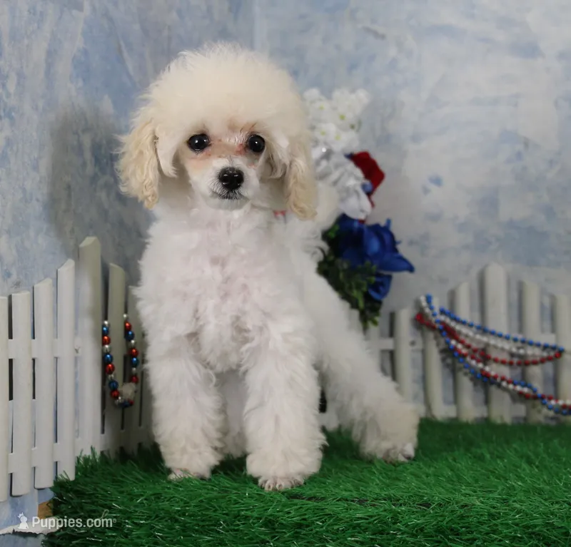 Evie, AKC Champion Sired – Poodle - Toy  puppy for sale in Butler, MO