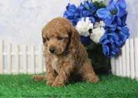 Fenton, AKC Champion Sired, a male Poodle - Toy  for sale in Butler, MO – 3 of 4
