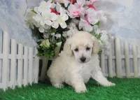 Leila, AKC Champion Sired, a female Poodle - Toy  for sale in Butler, MO – 3 of 4