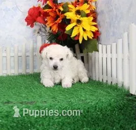 Vance, AKC Grand Champion Sired – Poodle - Toy  puppy for sale in Butler, MO