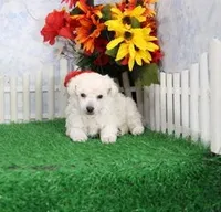 Vance, AKC Grand Champion Sired, a male Poodle - Toy  for sale in Butler, MO – 1 of 4