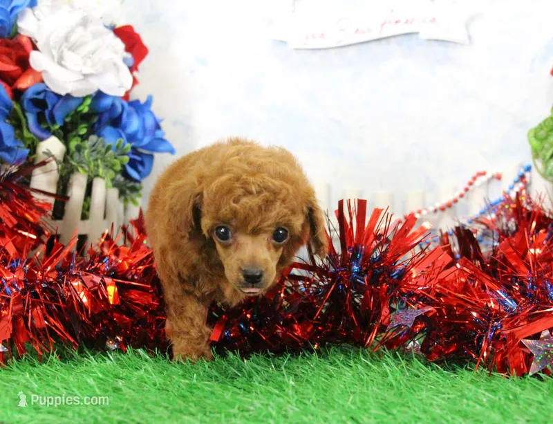 Tequilla, AKC Champion Sired – Poodle - Toy  puppy for sale in Butler, MO