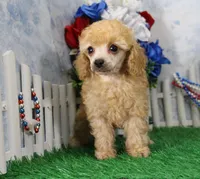 Snoozy, AKC Champion Sired, a male Poodle - Toy  for sale in Butler, MO – 6 of 9