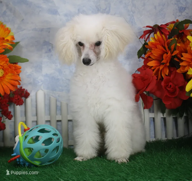 Shazam, AKC Champion Sired – Poodle - Toy  puppy for sale in Butler, MO