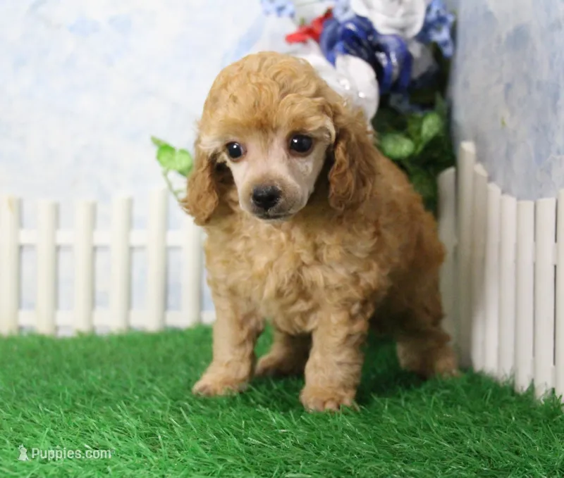 Andy, AKC Champion Sired – Poodle - Toy  puppy for sale in Butler, MO